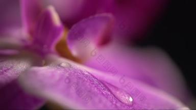 带水滴的紫兰花花特写